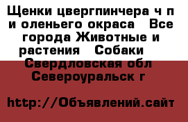 Щенки цвергпинчера ч/п и оленьего окраса - Все города Животные и растения » Собаки   . Свердловская обл.,Североуральск г.